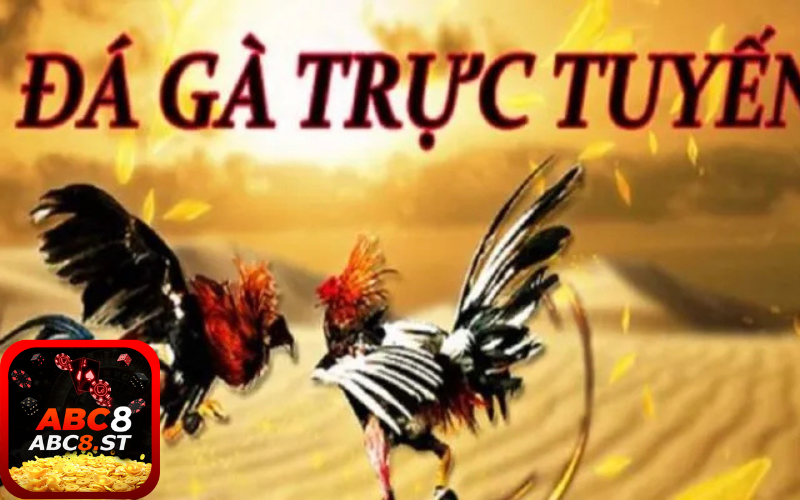 Các dòng gà chiến nổi bật tại đá gà trực tiếp abc8